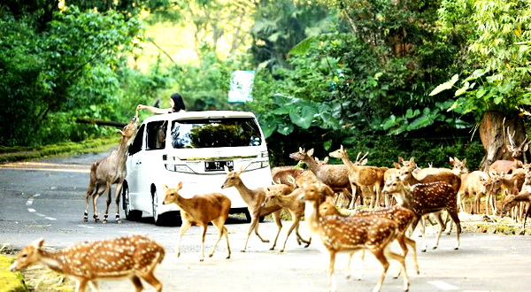 Taman Safari Indonesia (TSI) Siap  Sebagai Destinasi Dunia